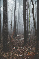 Obraz premium nebel im wald