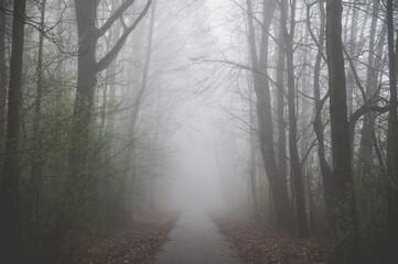 wald im nebel