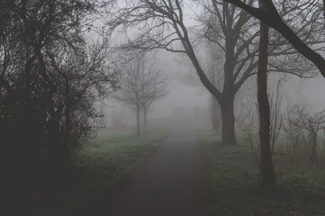 waldweg im nebel