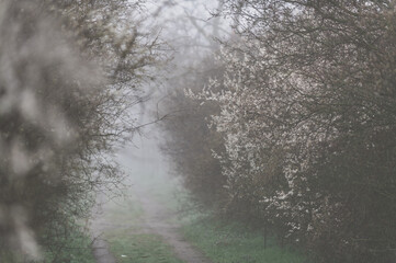 blütenzweige im nebel