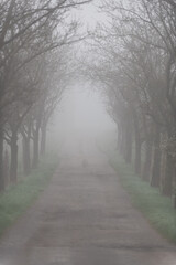Obraz premium allee im nebel