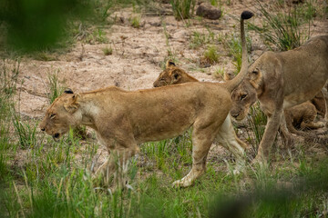Lions walking in a dry riverbend