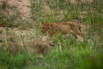Lions walking in a dry riverbend