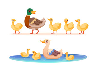 Mother duck. Cute ducks mom and row ducklings swimming in pond, wild or poultry baby animal bird family walking, cartoon funny children young ducky group swanky vector illustration