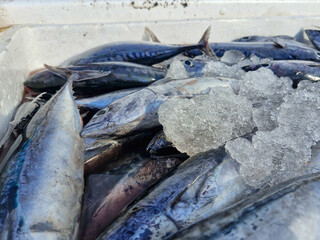 Close up view of freshly caught fish
