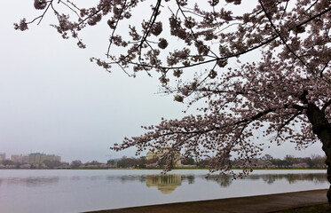Early morning springtime scene from the Tidal Basin featuring the cherry blossoms in bloom and the Thomas Jefferson Memorial, West Potomac Park, Washington DC
