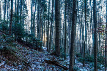 Landscapes - Forest - Europe, Romania, Suceava region 