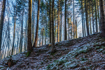 Landscapes - Forest - Europe, Romania, Suceava region 