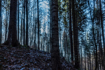 Fototapety na wymiar - Fototapeta24.pl