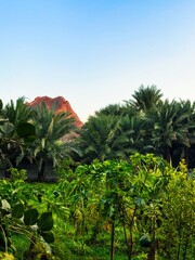trees in the mountains