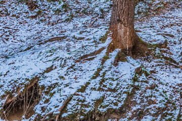 Landscapes - Forest - Europe, Romania, Suceava region 
