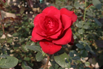 red colored rose plant on farm
