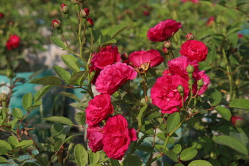 red colored rose plant on farm