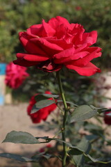 red colored rose plant on farm