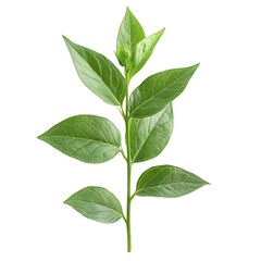 Fototapeta premium Fresh green herbal leaf branch isolated on transparent background png