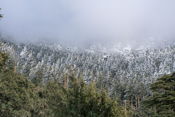Scenic view of snow covering Blue Atlas Cedar trees in Chelia Mountain in Algeria