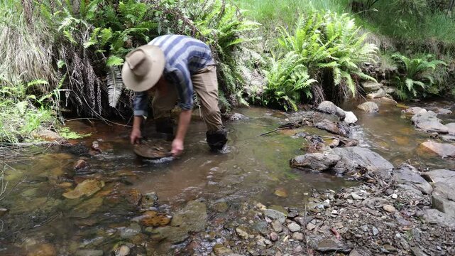 Tradtional Australian Gold prospector fossicking in a creek with a gold pan looking for gold.