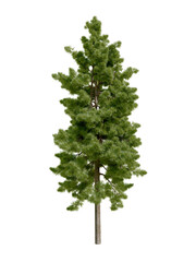 Sciadopitys verticillata, japanese conifer tree. Isolated on transparent background for composition.