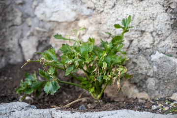 Wilted Celery Plant Symbolizing Plant Illness and Decay