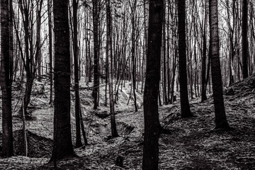 Fototapety na wymiar - Fototapeta24.pl