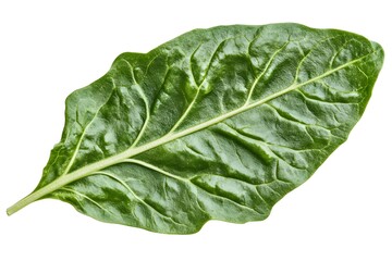 Fototapeta premium Leaf's Veins: Nature's Green Network