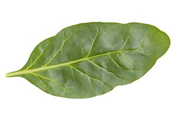 Obraz premium Leaf's Green Veins: Nature's Beauty, Close Up