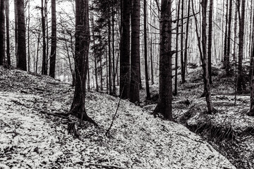 Fototapety na wymiar - Fototapeta24.pl