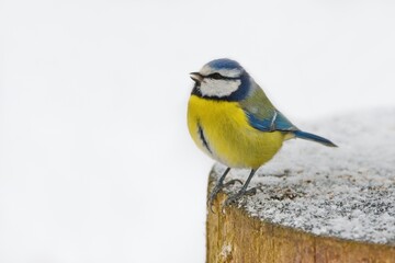 Winter scenery with blue tit bird sitting on the snowy stump (Cyanistes caeruleus)
