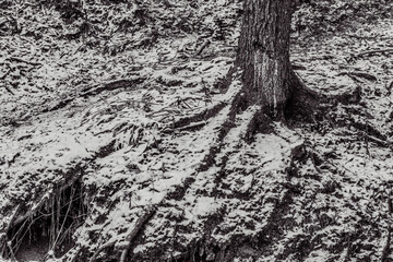 Landscapes - Forest - Europe, Romania, Suceava region 