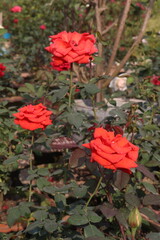red colored rose plant on farm