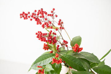 Nandina and Senryo.
A lucky plant that is decorated for New Year’s in Asia.
