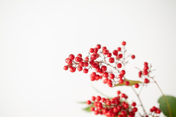 Nandina and Senryo.
A lucky plant that is decorated for New Year’s in Asia.
