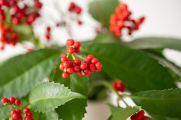 Nandina and Senryo.
A lucky plant that is decorated for New Year’s in Asia.
