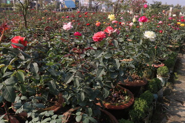 red colored rose plant on farm