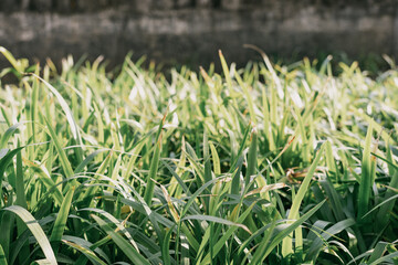 Flowers and trees in Dongguan Botanical Garden, a tourist attraction in Asia, enjoy the sunshine