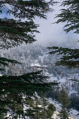 Scenic view of snow covering Blue Atlas Cedar trees in Chelia Mountain in Algeria