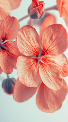 Obraz premium Delicate Peach-Colored Flowers Showcasing Intricate Petals in a Close-Up Natural Setting During Daylight