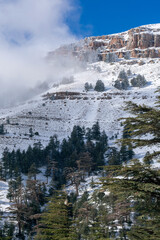 Scenic view of snow covering Blue Atlas Cedar trees in Chelia Mountain in Algeria