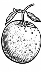 Hand-drawn orange with leaves. Ideal for food packaging, menus, or educational materials related to fruits and healthy eating.