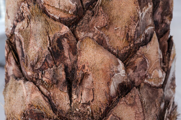 Part of palm tree trunk with cut stems close-up
