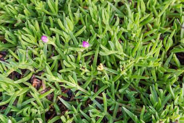Sea fig plants with closed pink flowers in overcast morning