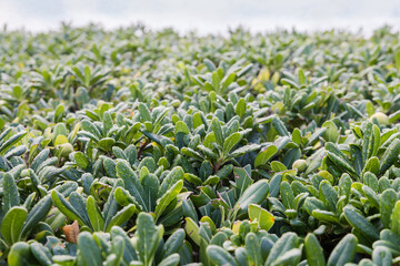 Trimmed bush of Pittosporum tobira in the hedge, selective focus