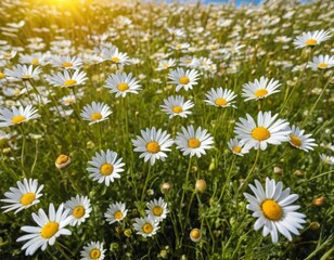 Fototapeta premium A field of colorful wildflowers with a blue sky in the background