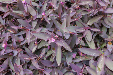 Blooming Tradescantia pallida covered with water drops in overcast day