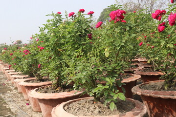 red colored rose plant on farm