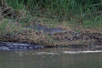 American crocodile (Crocodylus acutus) lying on coastal vegetation. Large crocodile in its natural habitat.