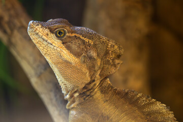 The brown basilisk (Basiliscus vittatus), also commonly referred to as the striped basilisk or in...