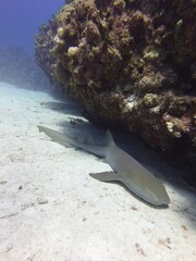 coral reef and fish © Lily