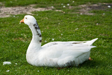 white domestic goose perched on meadow
