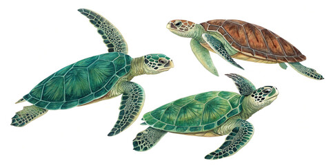A Delightful Presentation of Three Sea Turtles Isolated on a Bright White Background